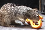 california ground squirrel