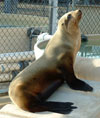 california sea lion