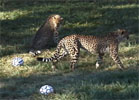 cheetahs