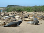 northern elephant seals