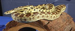 gopher snake