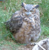 great horned owl