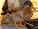 hybrid mallard duck