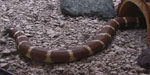 king snake