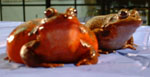 red legged frogs