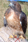 red tailed hawk