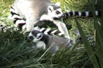 ringtail lemurs