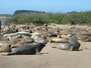 elephant seals