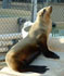 california sea lions