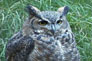 great horned owl