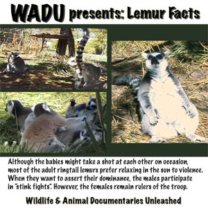 ringtail lemur pictures from wildlife & animal documentaries unleashed