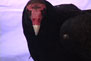 turkeyvulture