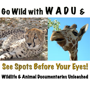 cheetahs & giraffe pictures from wildlife & animal documentaries unleashed