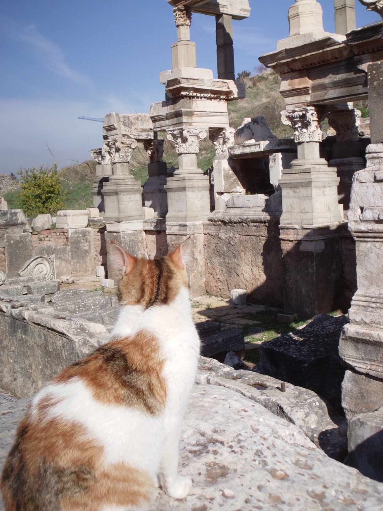 feral cat in ruins on Greek island of Ephesus