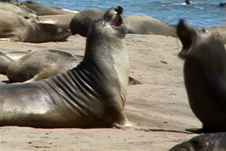 sea lions vs seals how id, compare & what special, are they aggressive or friendly