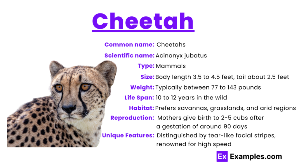 scientific name, physical and biological facts about cheetah