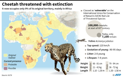 why cheetahs are threatened with extinction in the wild, a map showing where there are wild populations