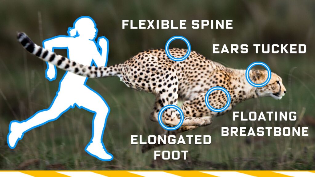 why cheetahs are such fast runners