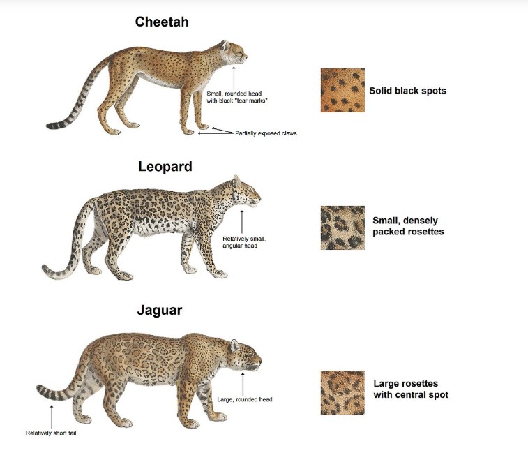 how to tell spotted big cats apart by identifying different spot visuals