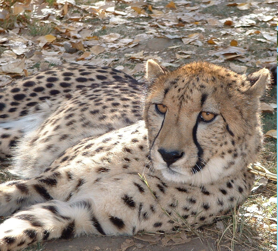 Team Marketing in Action: How Wildlife Organizations Work Together & What Other Affinity Groups Can Learn