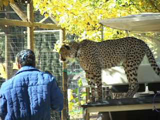 kamala filming cheetahs as Safari West in Santa Rosa, CA